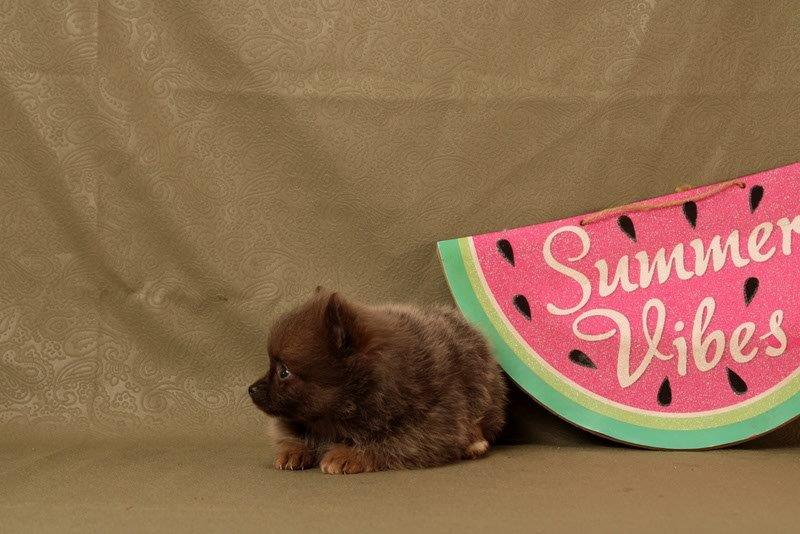 puppy, for, sale, Pomeranian, Matthew B. Stoltzfus, dog, breeder, Gap, PA, dog-breeder, puppy-for-sale, forsale, nearby, find, puppyfind, locator, puppylocator, aca